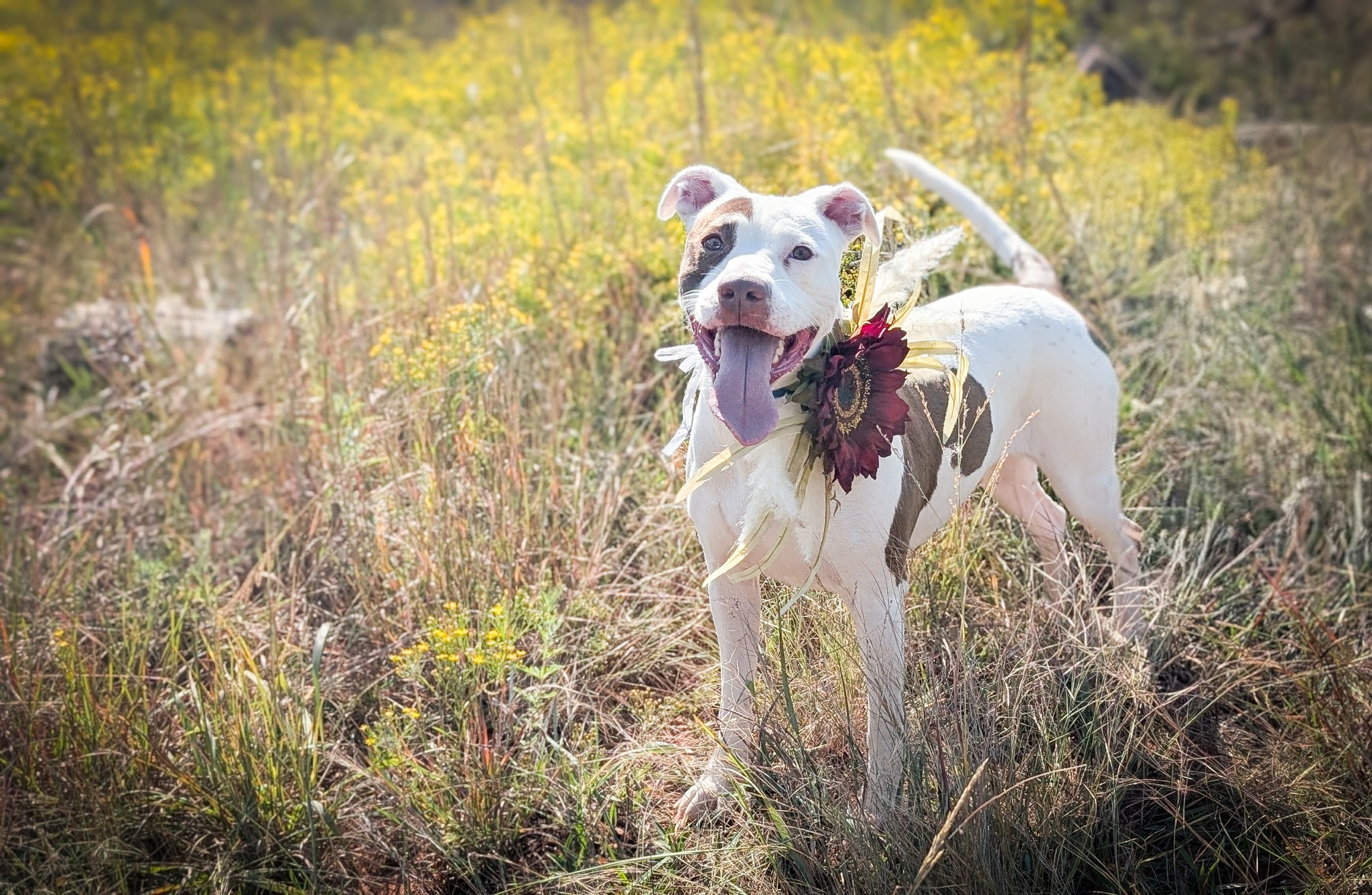 adoptable pitbull mix wearing flowers in field