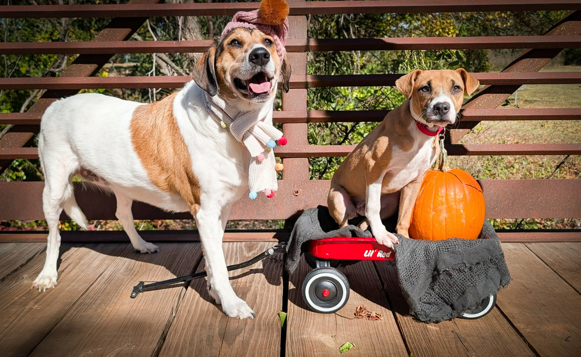 One large and one medium dog posing next to pumpkins with scarves on