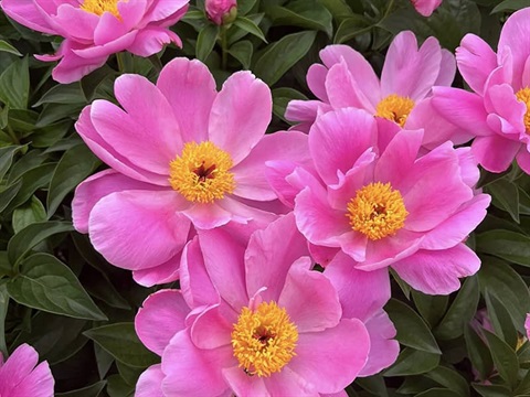 Bright pink flowers