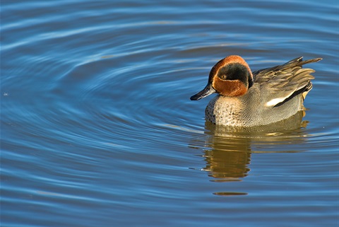 Teal floating on water
