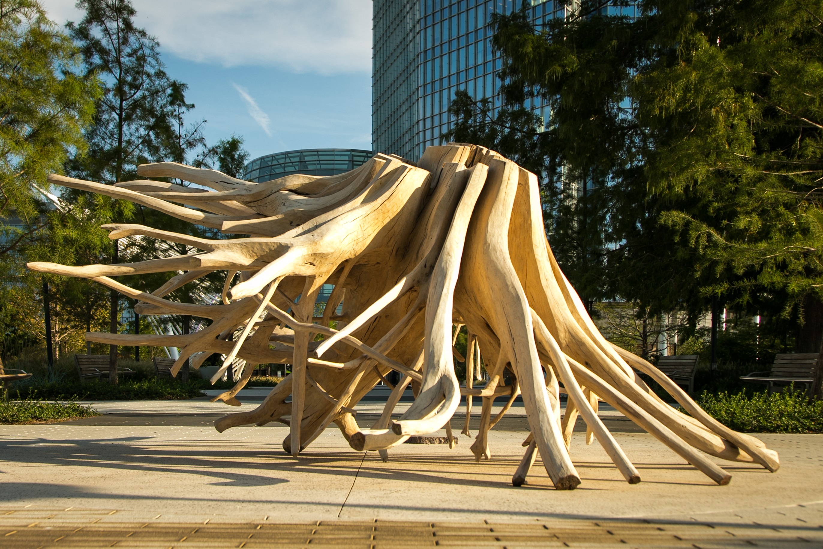 roots of a big tree on display in downtown