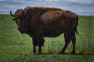 bison standing in grass