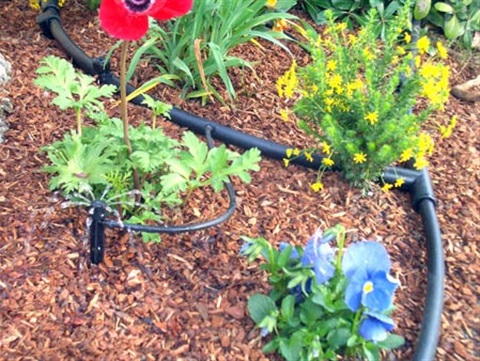 Example of drip irrigation setup in flower bed