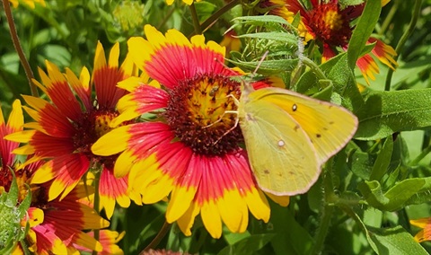 Butterfly landing on a gaillardia flower