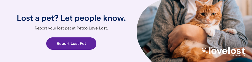 Banner-Lost-english-970x242.png